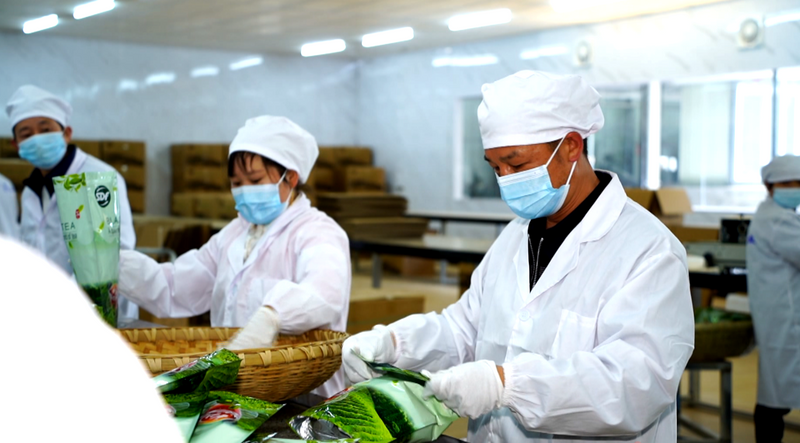 有关于致敬劳动者，湄潭黄仕伟：返乡创业，与茶结缘的相关信息(4)