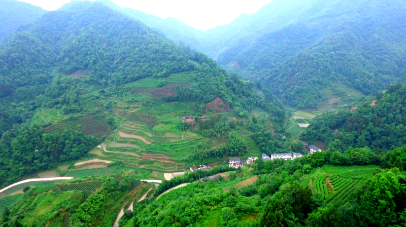 有关于致敬劳动者，湄潭黄仕伟：返乡创业，与茶结缘的相关信息(2)