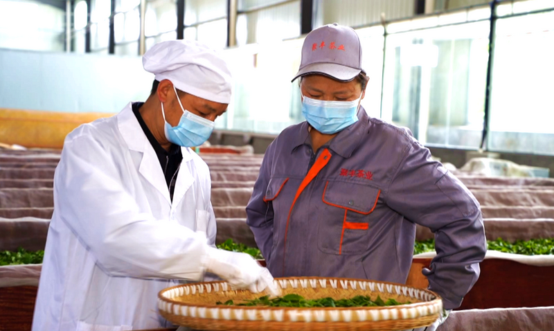 有关于致敬劳动者，湄潭黄仕伟：返乡创业，与茶结缘的相关信息(3)