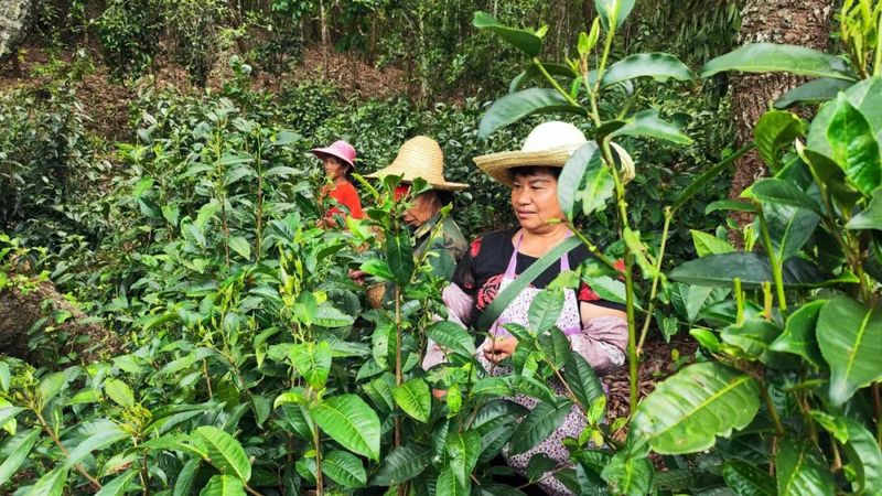 有关于茶人春采：执着与坚守，只为一杯好茶！的最新消息(1)