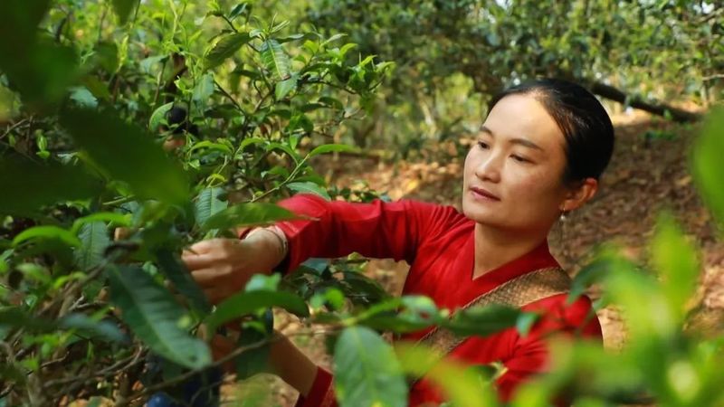 有关于茶人春采：执着与坚守，只为一杯好茶！的最新消息(10)