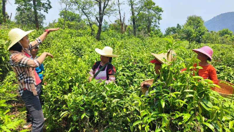 有关于茶人春采：执着与坚守，只为一杯好茶！的最新消息(4)