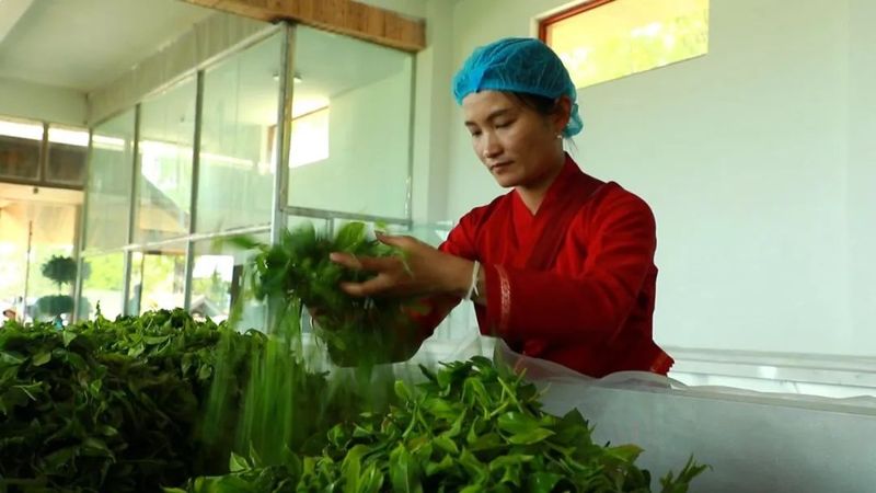有关于茶人春采：执着与坚守，只为一杯好茶！的最新消息(12)