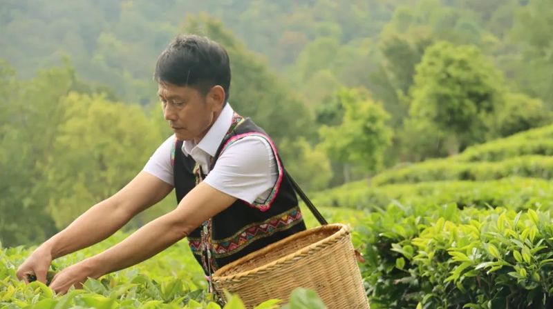 有关于茶人春采：执着与坚守，只为一杯好茶！的最新消息(6)