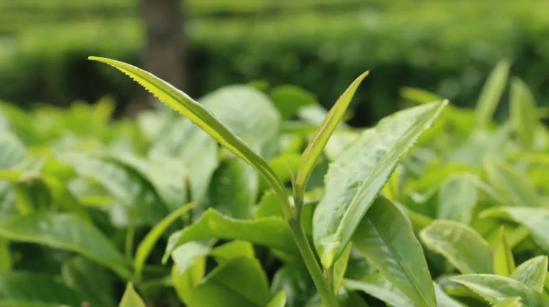 有关于茶人春采：执着与坚守，只为一杯好茶！的最新消息