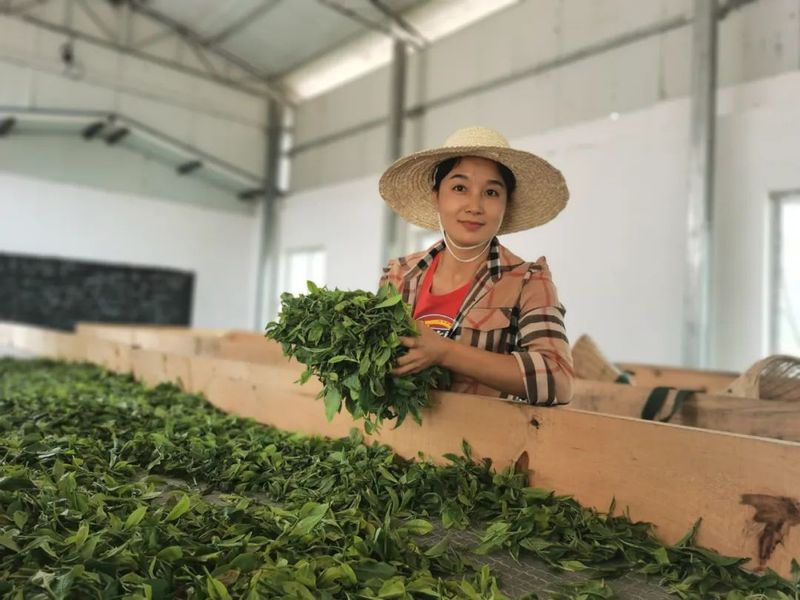 有关于茶人春采：执着与坚守，只为一杯好茶！的最新消息(3)