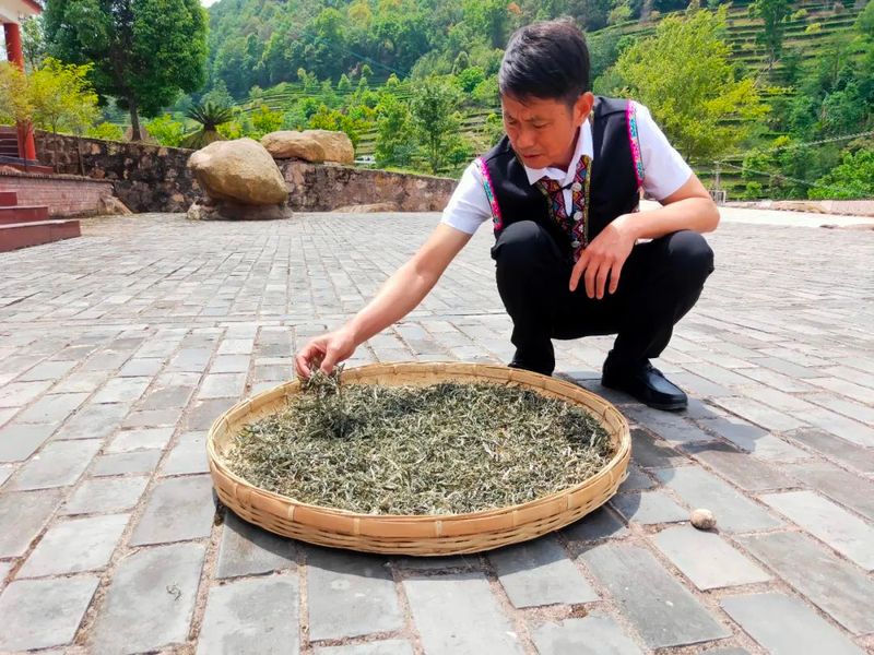 有关于茶人春采：执着与坚守，只为一杯好茶！的最新消息(8)