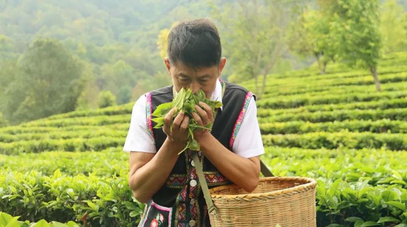 有关于茶人春采：执着与坚守，只为一杯好茶！的最新消息(5)