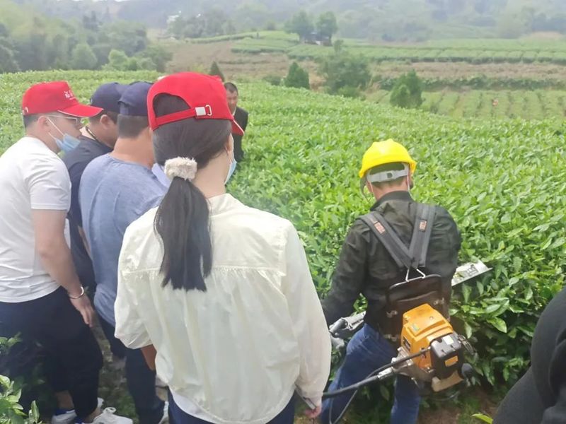 关于福鼎白茶：全市各乡镇大力推进伏季休茶的内容(4)