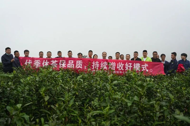 关于福鼎白茶：全市各乡镇大力推进伏季休茶的内容(2)