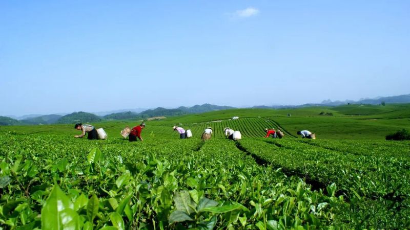 有关于湄潭：茶园种植三叶草，全力推广绿色防控技术的资讯