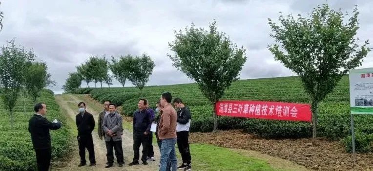 有关于湄潭：茶园种植三叶草，全力推广绿色防控技术的资讯(2)