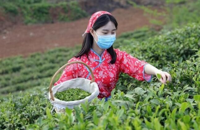 关于湖北宜城：春茶香采茶欢的信息(1)