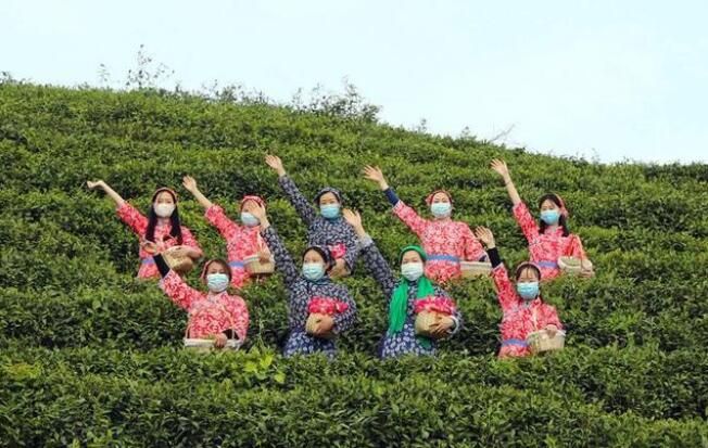 关于湖北宜城：春茶香采茶欢的信息