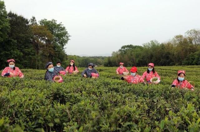 关于湖北宜城：春茶香采茶欢的信息(4)