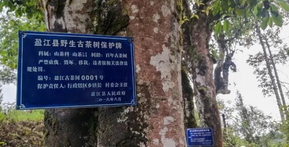 关于盈江“帕兰庄园”白茶：生态茶铺就致富路的资讯