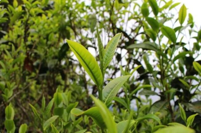 关于贡茶之乡 云上芒洪——春茶开采啦！的信息(2)