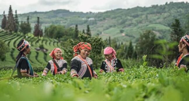 关于贡茶之乡 云上芒洪——春茶开采啦！的信息