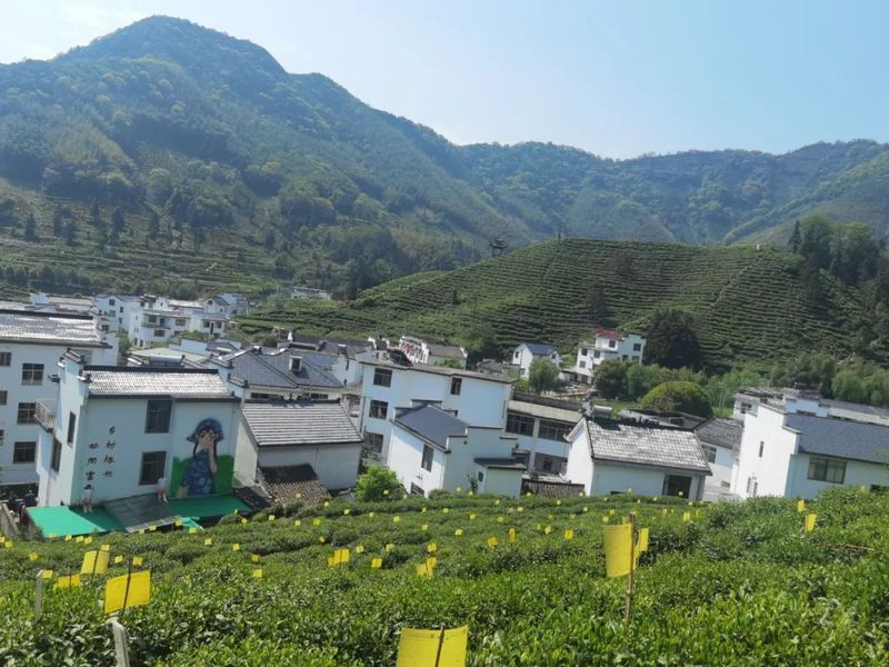 关于山水人文•猴魁茶香——2022年黄山云上太平猴魁茶文化旅游节盛大开幕的相关内容(11)