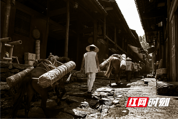 关于蒋跃登：把“神秘之茶”普及成为进入千家万户的大众之饮的相关内容
