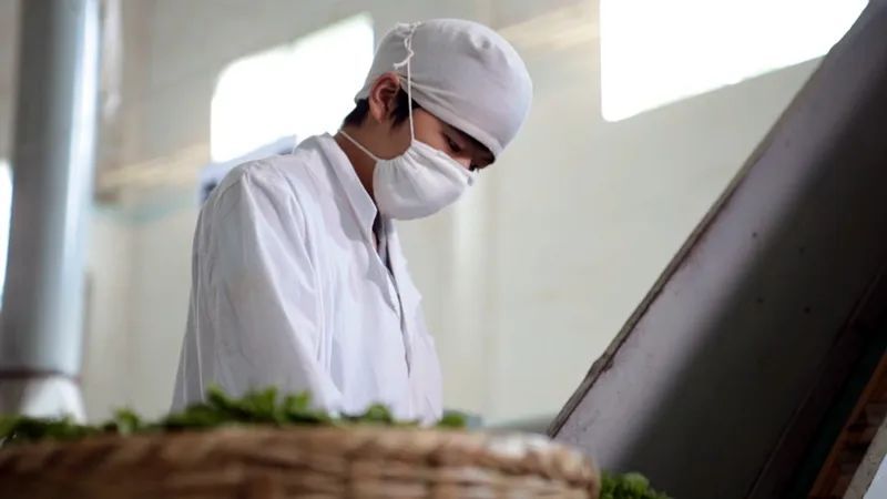 有关于凤冈:“双有机”战略 让小茶叶变“黄金叶”的信息(5)