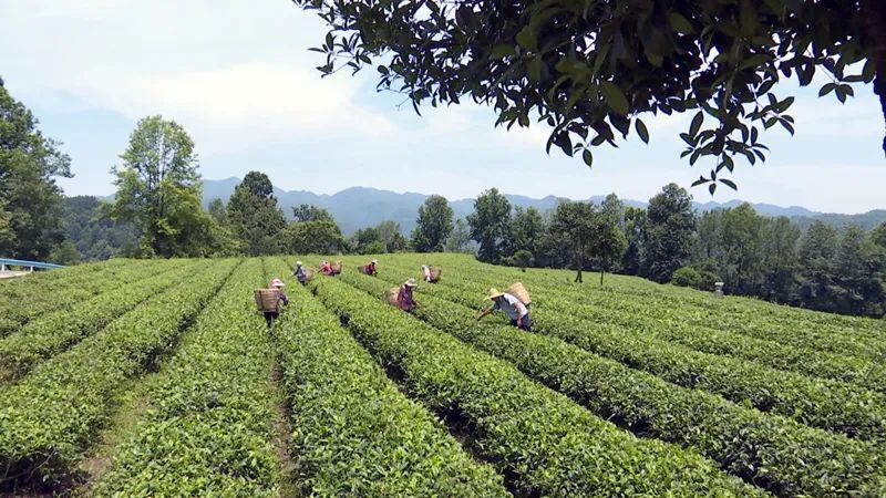 有关于凤冈:“双有机”战略 让小茶叶变“黄金叶”的信息(1)