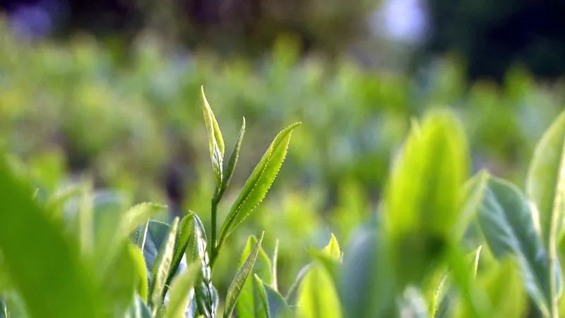 有关于凤冈:“双有机”战略 让小茶叶变“黄金叶”的信息(2)