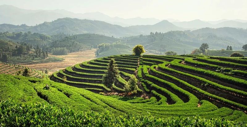 有关于松溪:茶香花美,共绘松溪新图景的资讯