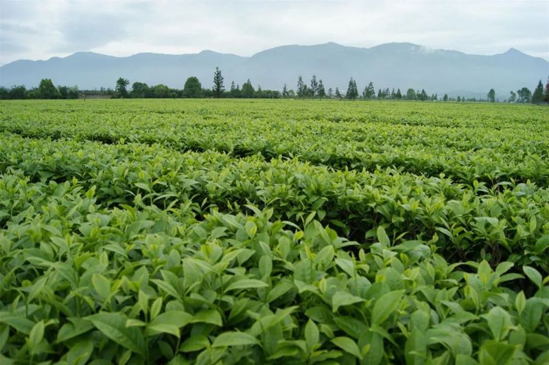 关于凤庆滇红茶产业联盟推动凤庆茶产业高质量发展的新闻