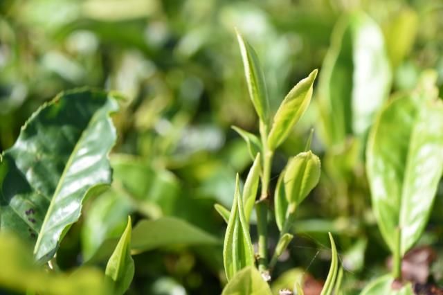 有关于一周速读：茶叶企业品牌价值、“一片叶”进军百亿茶产业、茶产业环境保护法庭的相关内容(3)