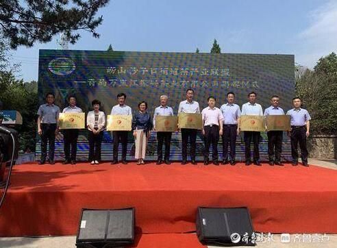 关于沙子口街道茶产业联盟成立,千亩茶园茶叶生产全程可见可管可追溯的内容(2)