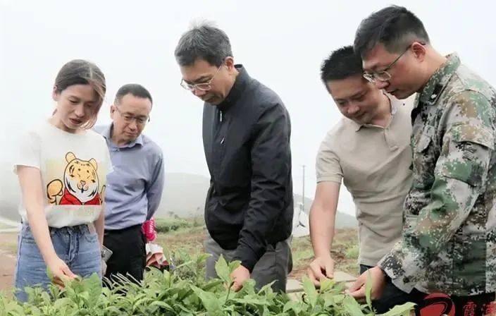 关于市领导到霞浦调研茶文化茶产业茶科技统筹发展的相关信息(1)