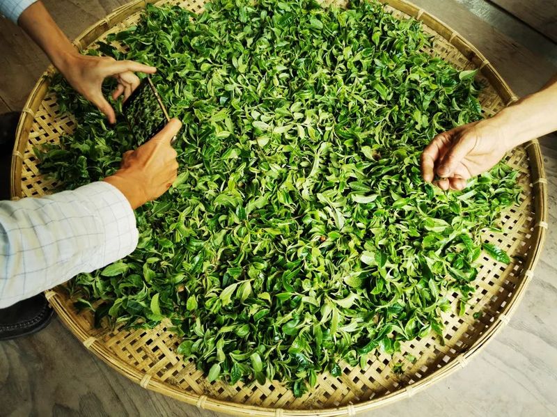 有关于西双版纳州：构建品牌优质有机高端的普洱茶产业新格局的信息(6)