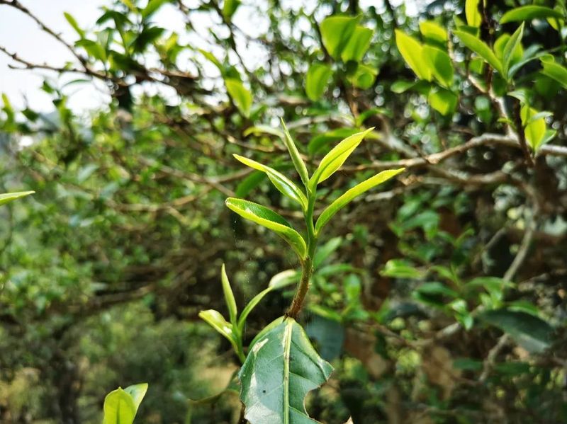有关于西双版纳州：构建品牌优质有机高端的普洱茶产业新格局的信息(1)