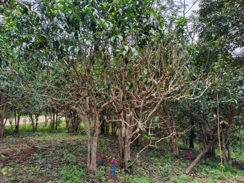 有关于西双版纳州：构建品牌优质有机高端的普洱茶产业新格局的信息