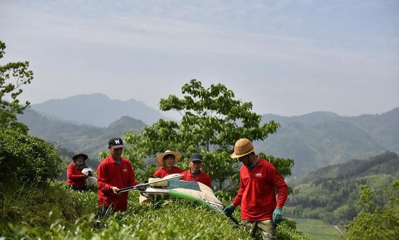 有关于建阳:做好“茶文章” 撬动“茶经济”的信息(1)