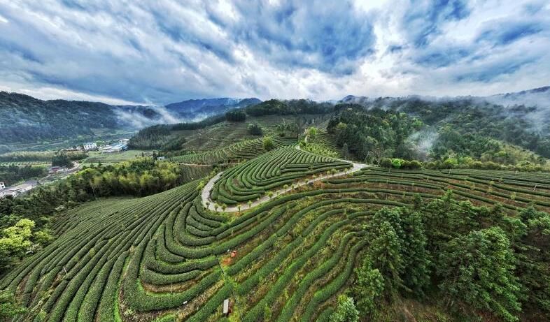 有关于建阳:做好“茶文章” 撬动“茶经济”的信息