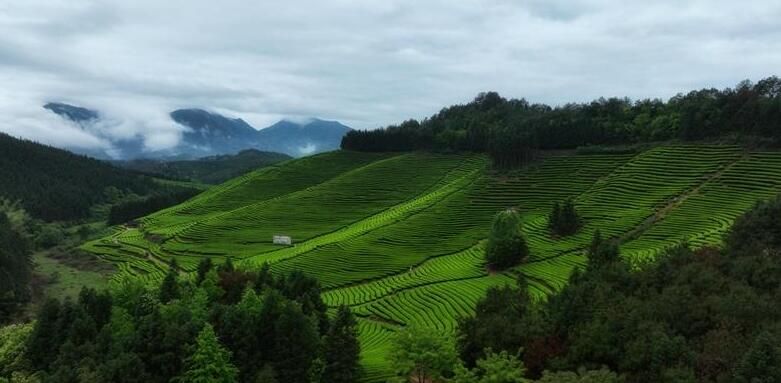 有关于建阳:做好“茶文章” 撬动“茶经济”的信息(2)