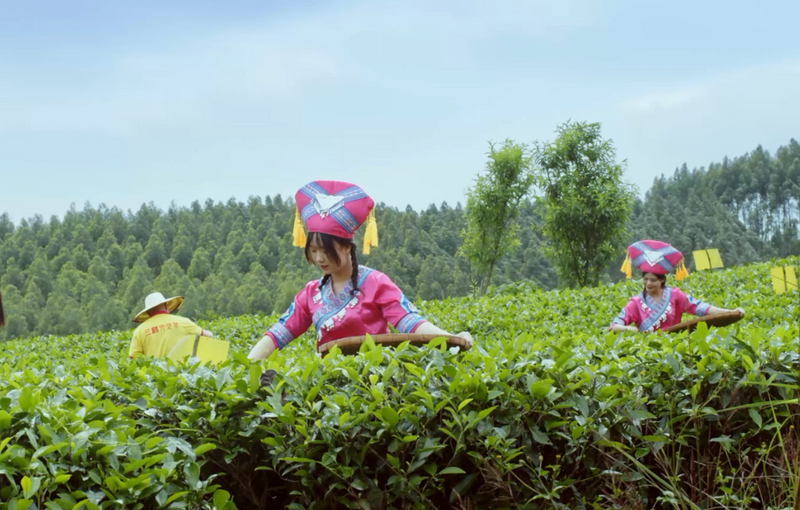有关于产业调研报告:一杯中国茶,背后有故事!的信息(1)
