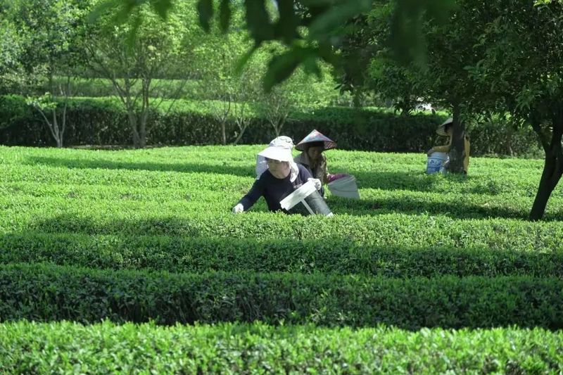 有关于产业调研报告:一杯中国茶,背后有故事!的信息(6)