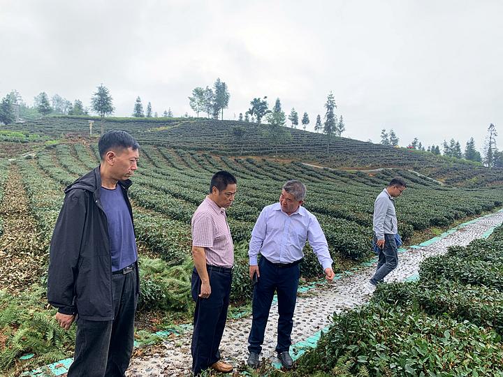 关于晴隆县人大调研组赴大厂、碧痕、沙子调研茶产业的新闻