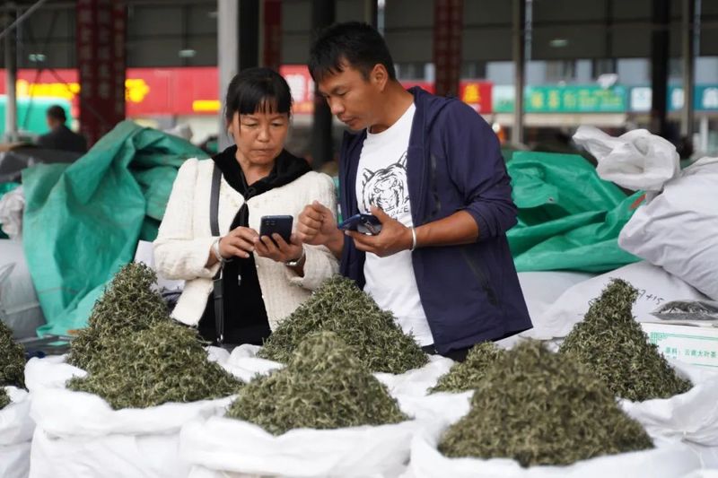 关于“数”与“价”，普洱市春茶产量产值双增长！的相关内容(1)