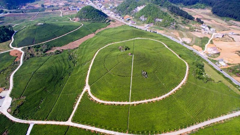 关于这场盛宴要开拓怎样的黔茶“新蓝海”?的信息(5)