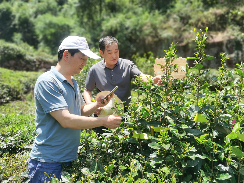 有关于市政协党组成员郑泽金赴远安调研茶产业的相关内容
