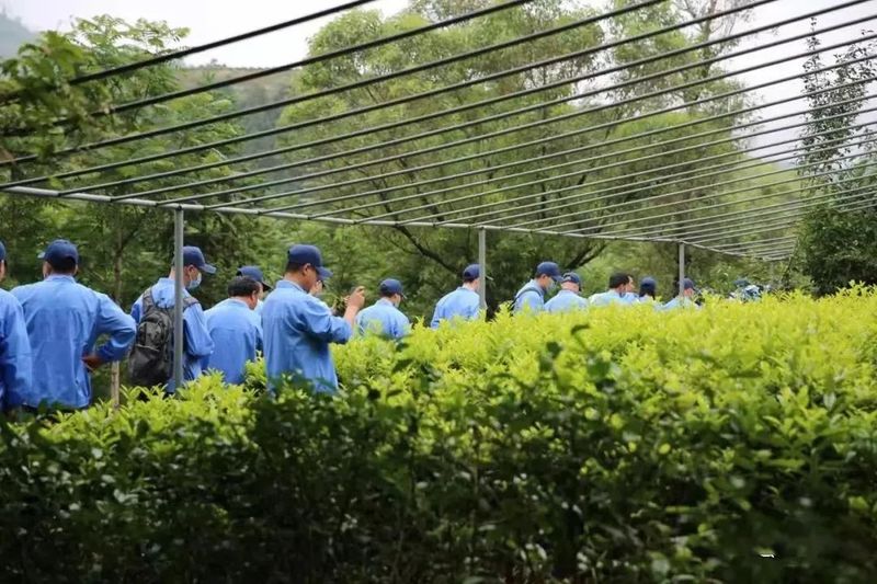 有关于学习先进技术 助推汉茶发展——汉中市组团赴福建参加花果香型红茶研习班的相关信息(1)