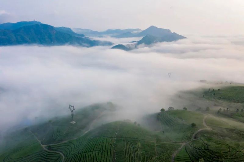 关于传统、创新!200+茶人香鉴坦洋工夫红茶的两味非凡魅力的内容(1)