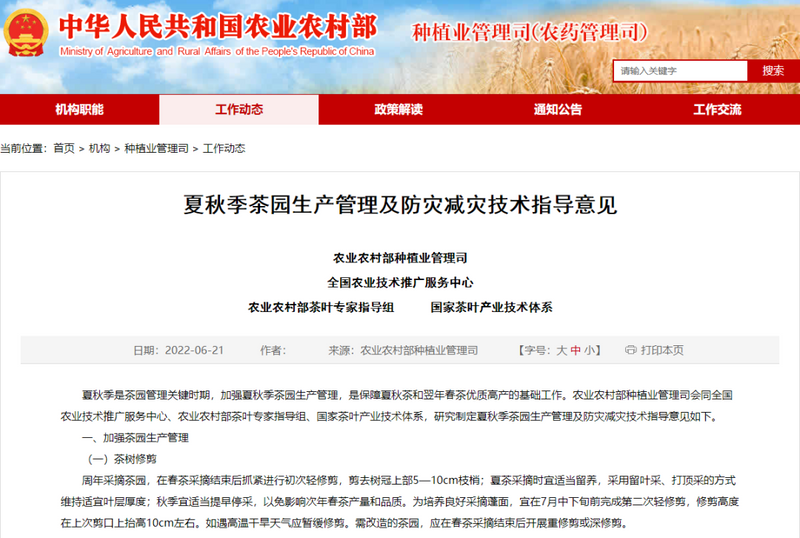 关于洪涝灾害袭来 茶区该如何应对?的相关内容