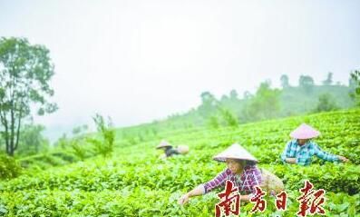有关于做强“一片叶”进军百亿茶产业的最新消息(2)