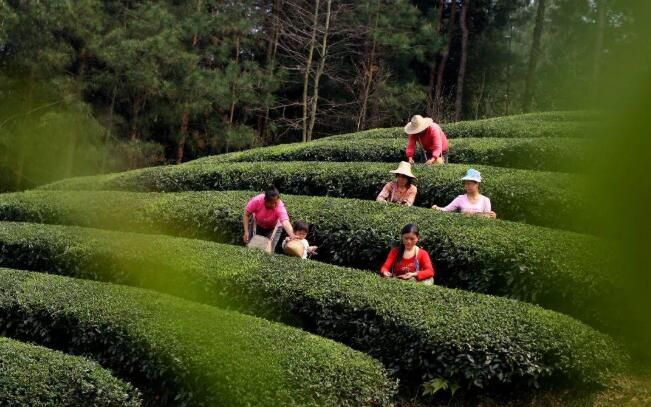 关于从第十四届贵州茶产业博览会看贵州茶产业如何跨越的消息(1)