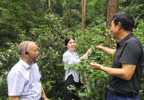 有关于“科技创新助力乡村振兴”邵阳市科协第二季度科技工作者沙龙聚焦茶产业发展的相关内容(1)
